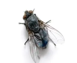 kocaeli böcek , haşere, sinek ilaçlama