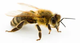 arı, yaban arısı ilaçlama, böcek, haşere, dezenfeksiyon, kocaeli, karamürsel
