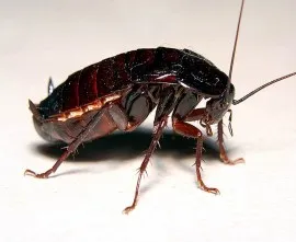 kocaeli böcek , haşere, hamam böceği ilaçlama