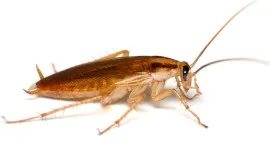 kalorifer böceği ilaçlama, böcek, haşere, dezenfeksiyon, kocaeli, karamürsel
