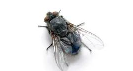 sinek, karasinek ilaçlama, böcek, haşere, dezenfeksiyon, kocaeli, karamürsel